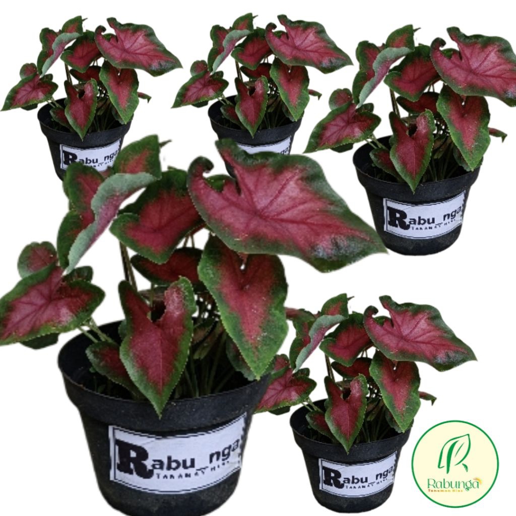 TANAMAN HIAS KELADI LOVE MERAH >KELADI MERAH