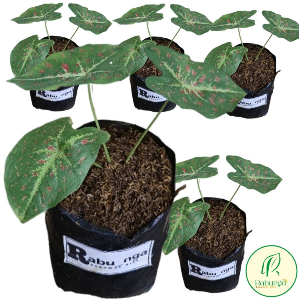 TANAMAN HIAS KELADI >KELADI TANAMAN HIAS