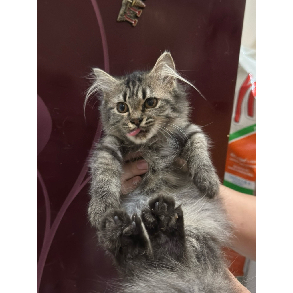 Kitten Munchkin Betina