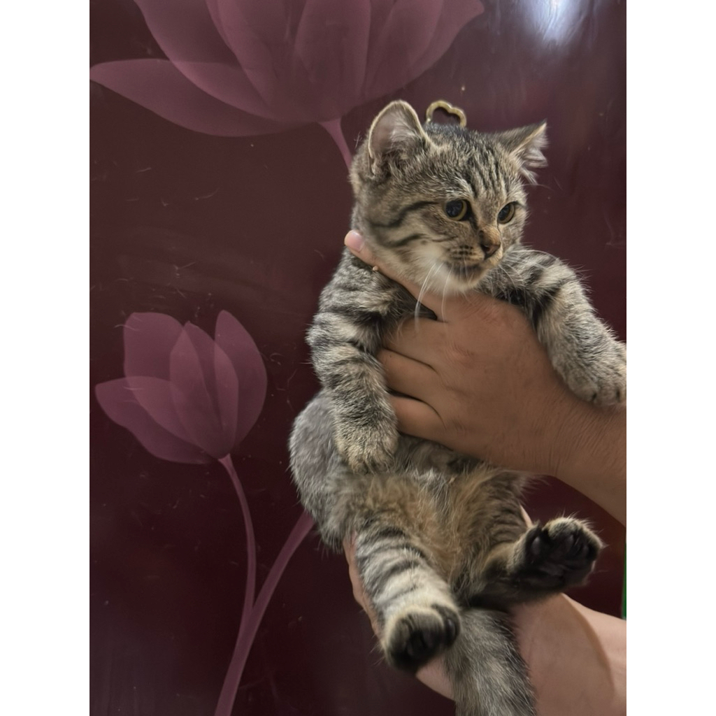 Kitten Munchkin Jantan