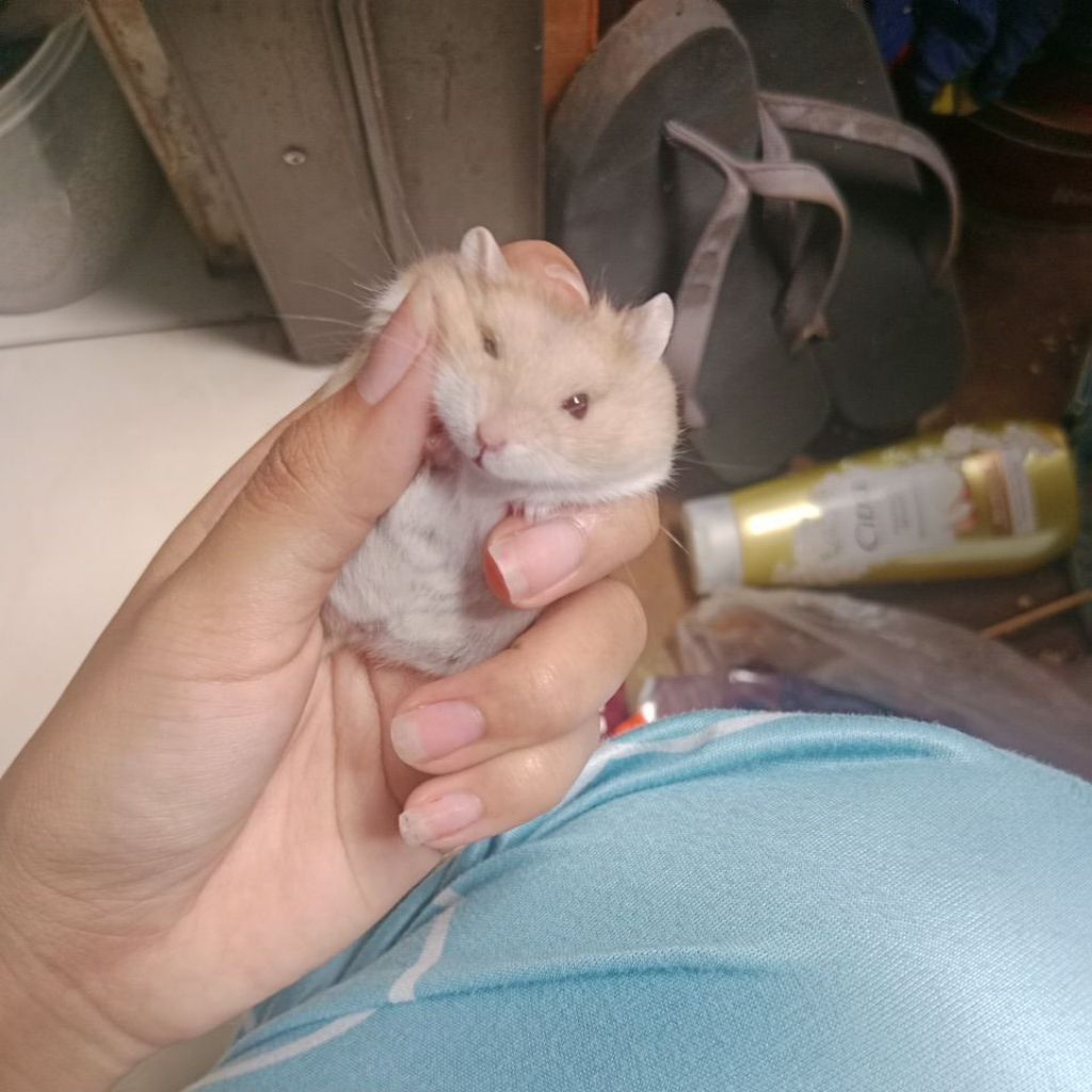 Hamster campbell murah, bisa beli sepasang