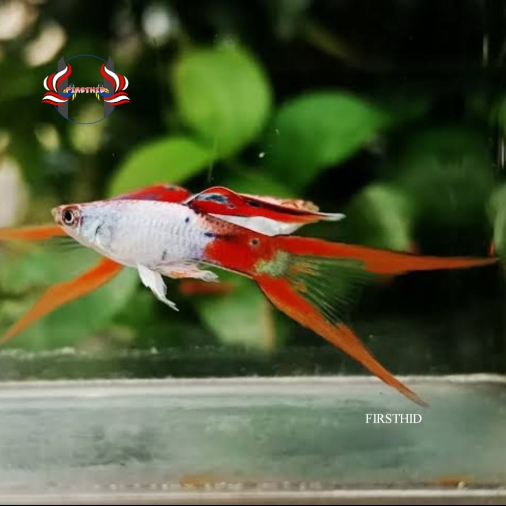 (1 PSG) Blonde Silverado Red Double Sword GUPPY Blonde Silverado Double Sword Aksesoris Akuarium