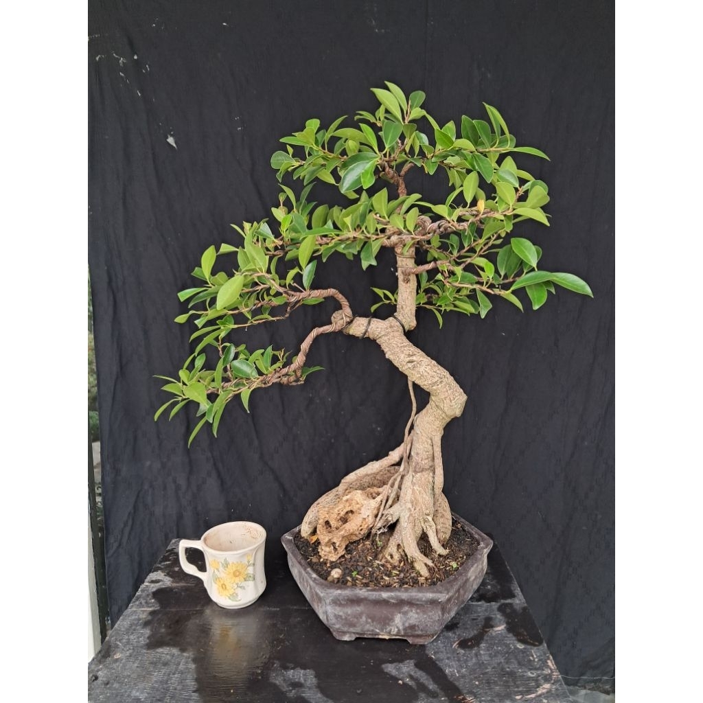 Bonsai Beringin Kimeng Medium (Real Picture)