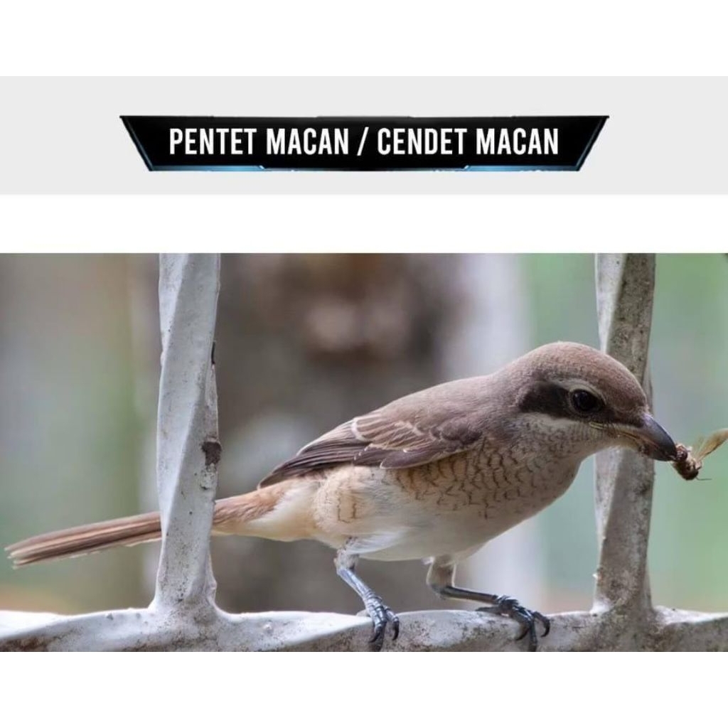 Pawfect Grooming Burung Pentet Macan Prospek Super Mulus