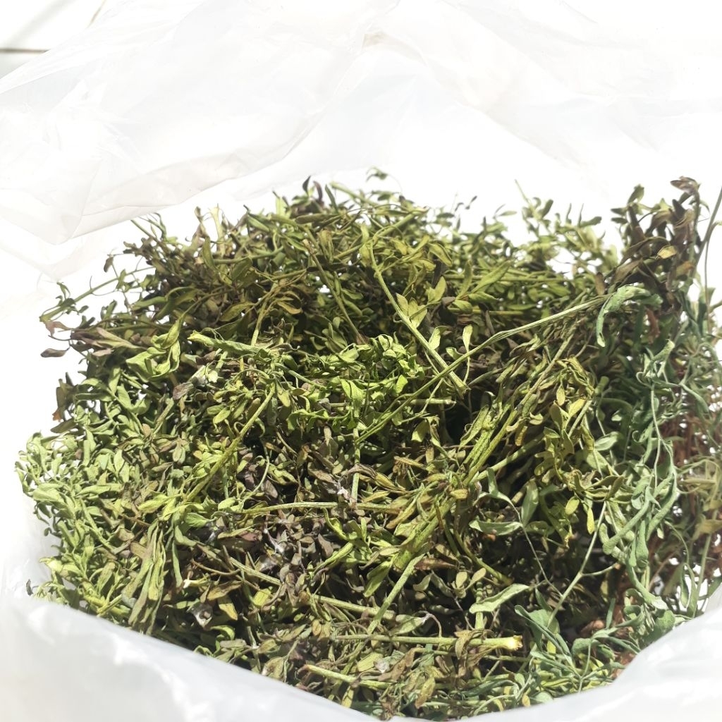 Tanaman Daun Inggu Hijau Kering  / Daun Chao Chao Kering untuk Minyak Kayu Putih