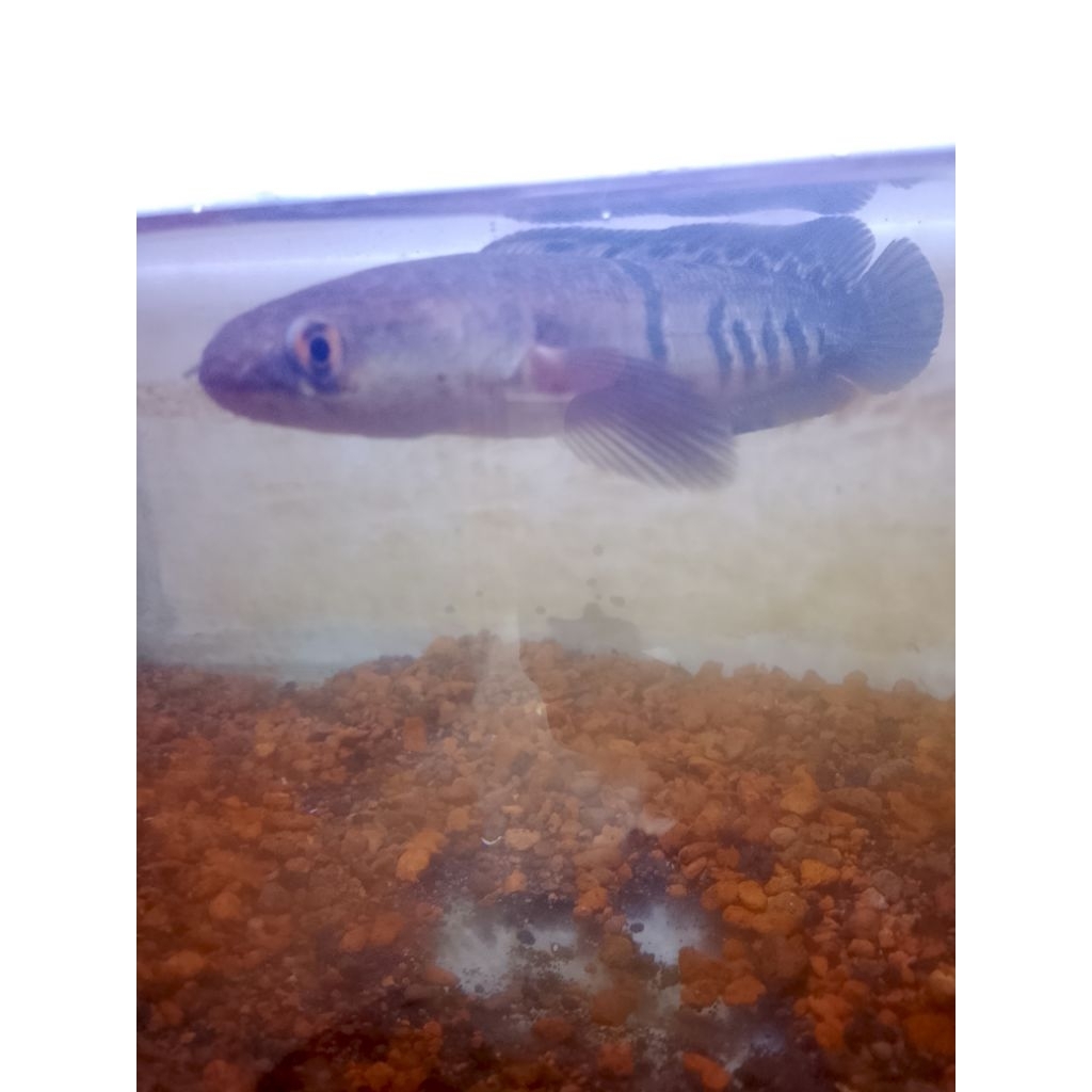 Channa_Red_Barito_FULCABUNG