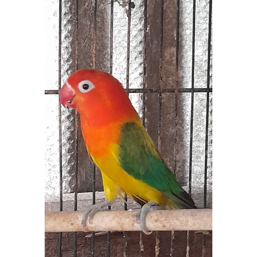 BURUNG LOVEBIRD BIOLA EWING GREEN BETINA satuan