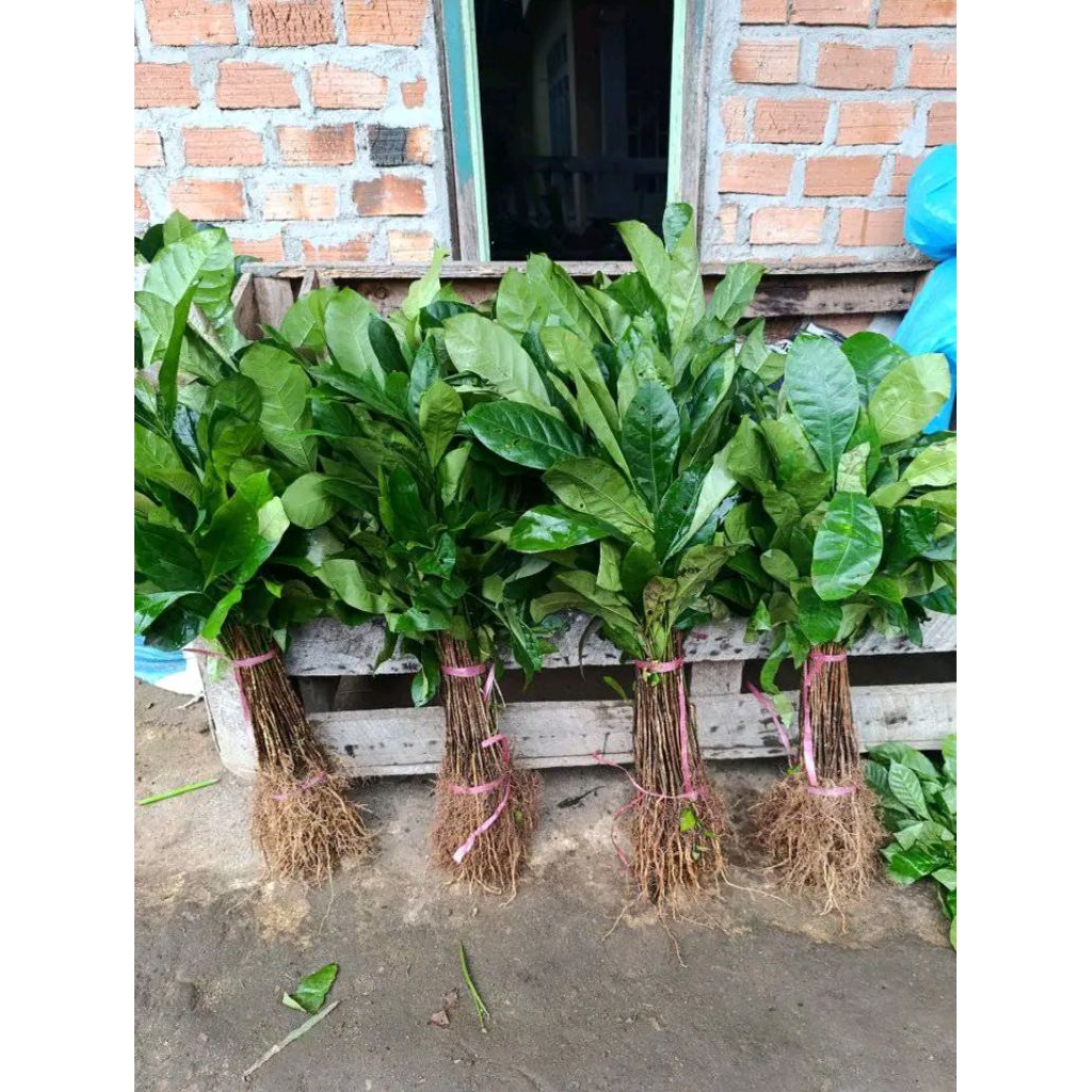 readystock siap kirim bibit kopi lampung murah berkualitas bibit kopi lampung asli