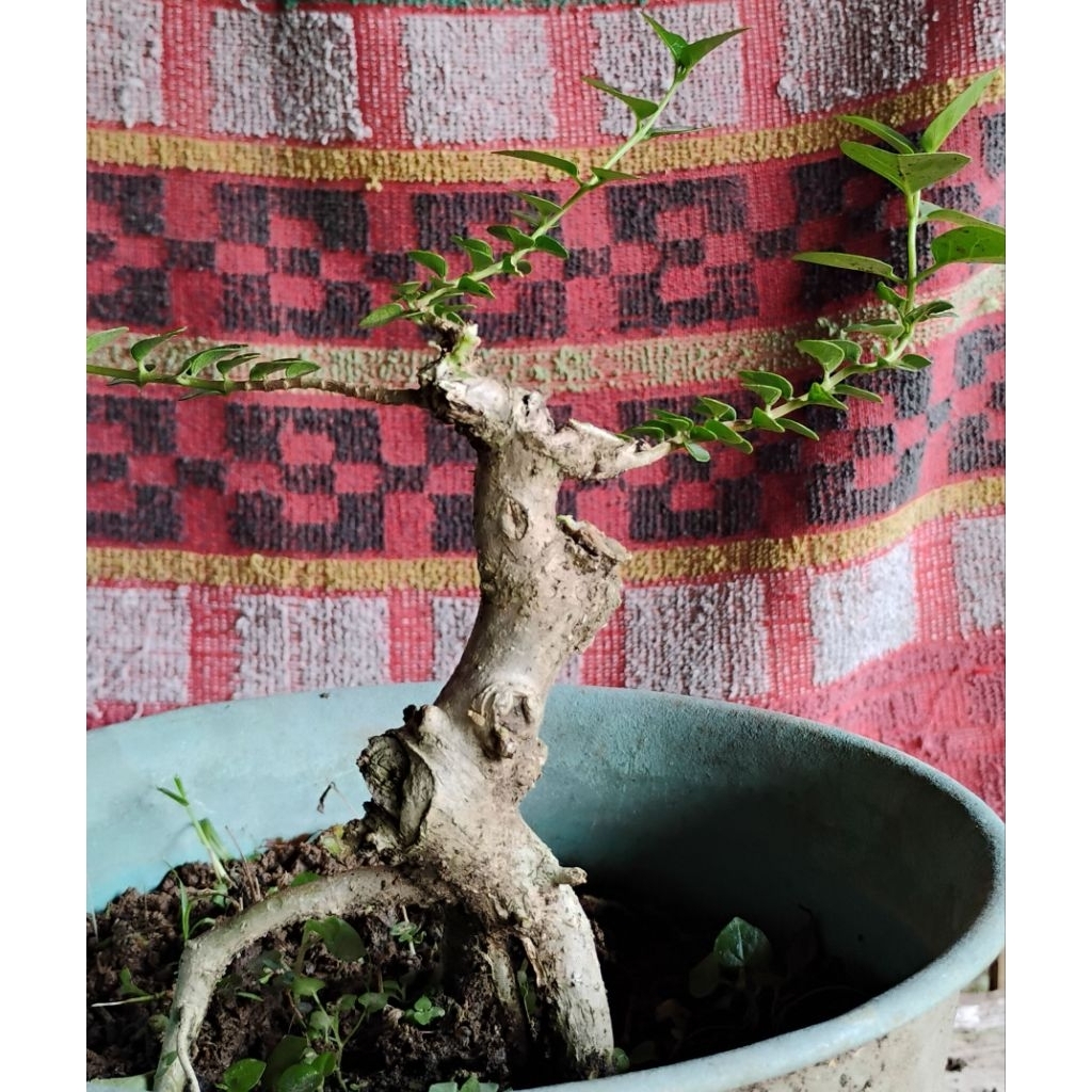 bonsai sancang bahan bonsai sancang