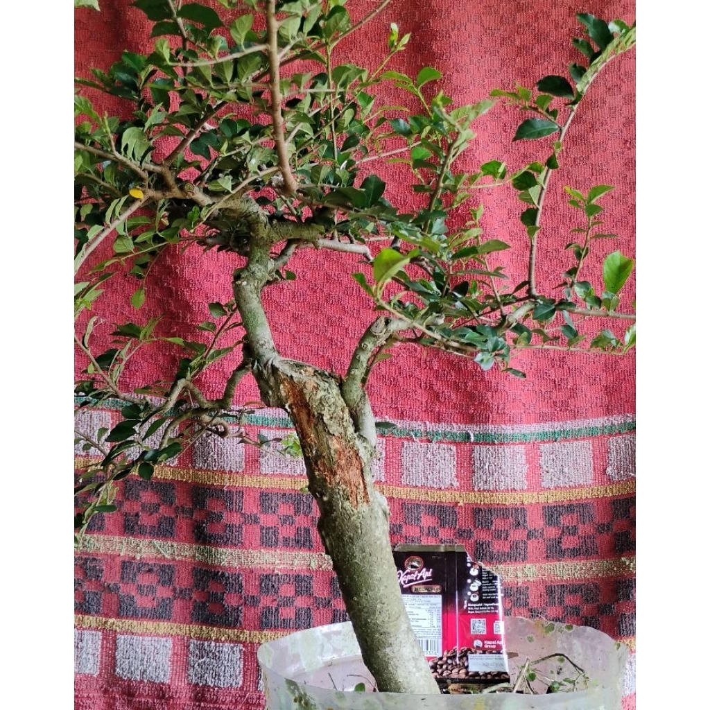 bonsai serut bonsai batang lurus bonsai natural bonsai jadi siap pajang