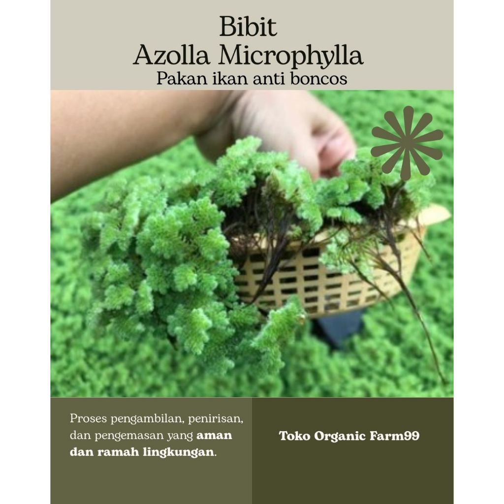 Bibit Azolla Microphylla Pinnata Super 500gr Pakan Alternatif Ikan Nila Unggas Benih Azola Segar Mur