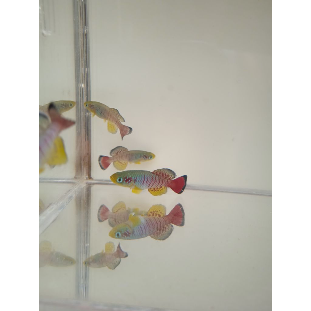 Mainan Ikan Killifish Guentheri Red Jantan