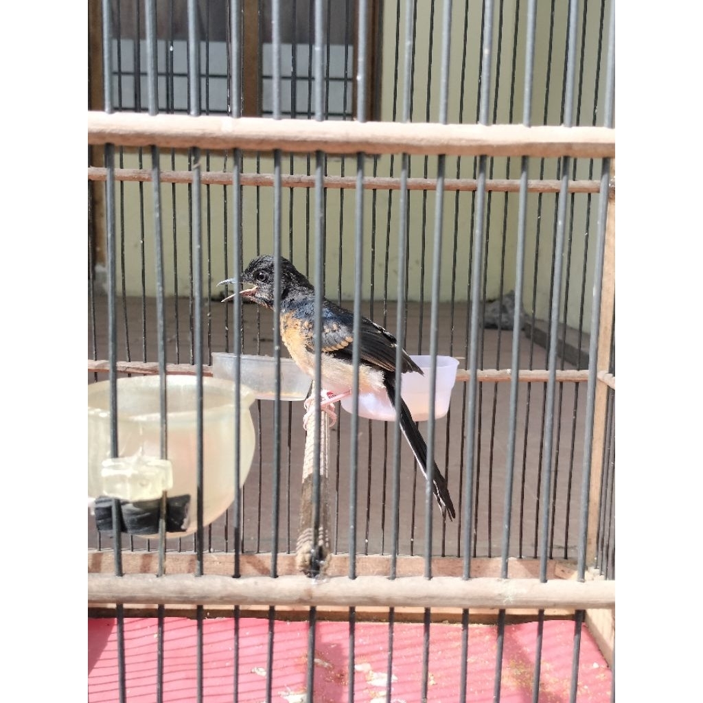 murai batu trotol jantan