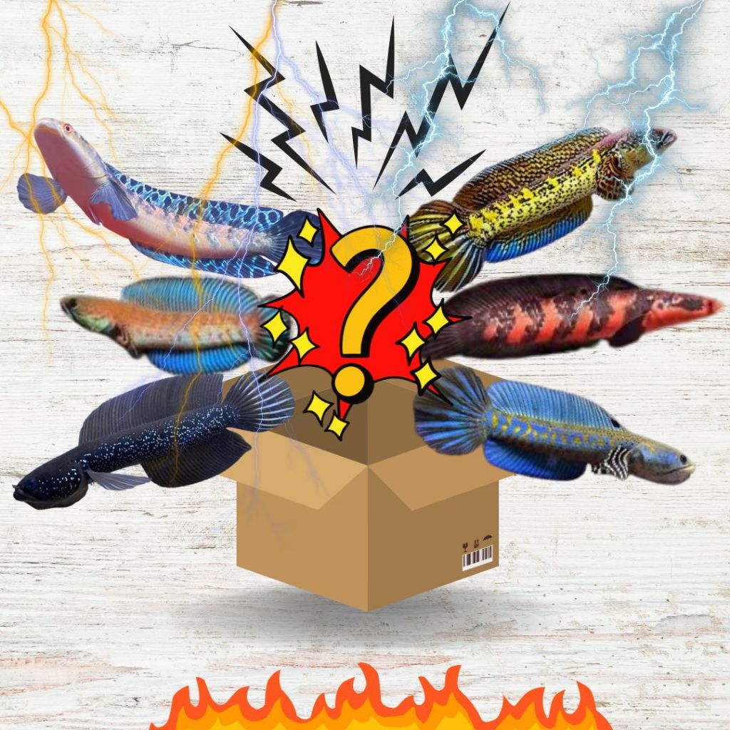 mystery box anti Zonk Random Channa indonesia
