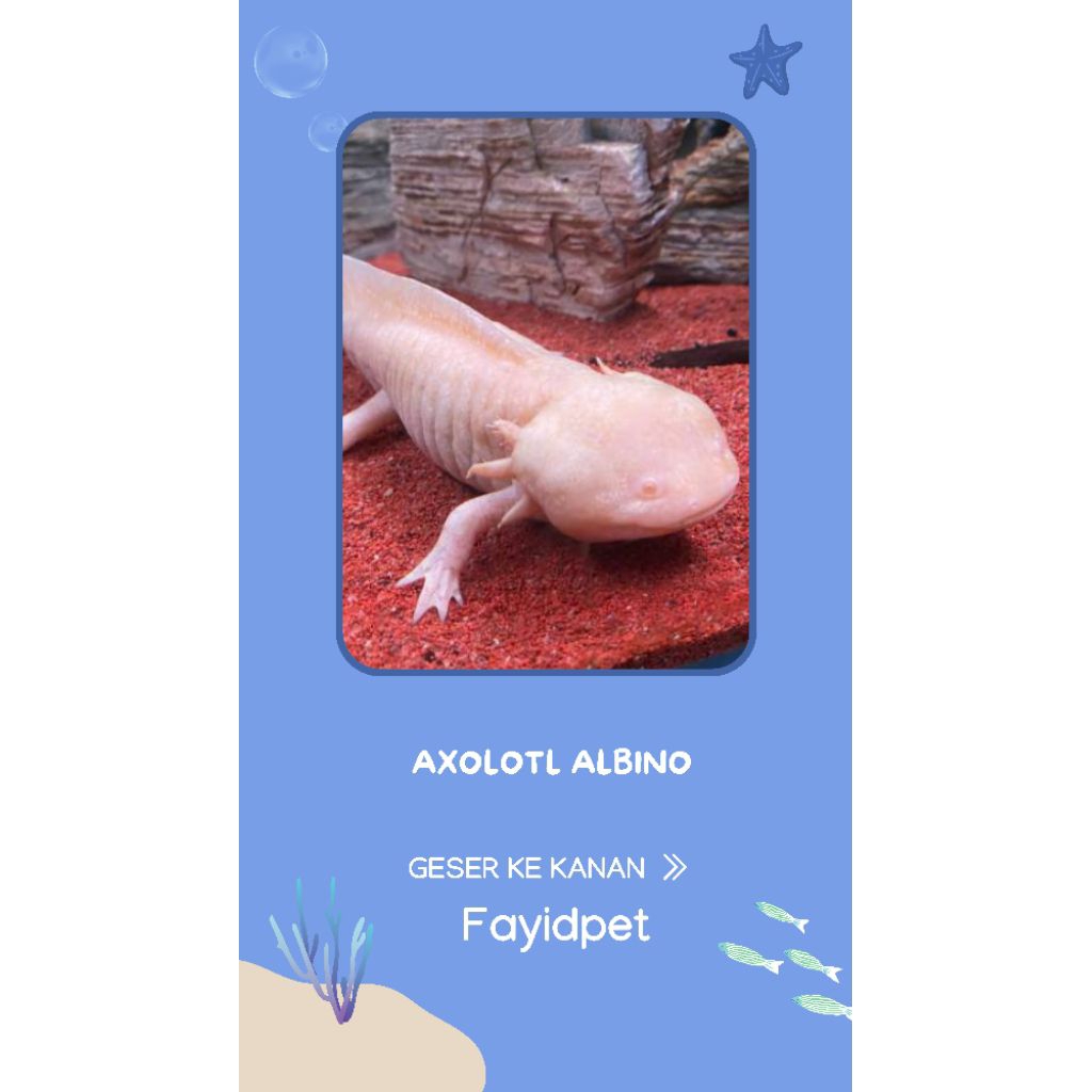 Perlengkapan aquarium, Axolotl Albino 7-8cm