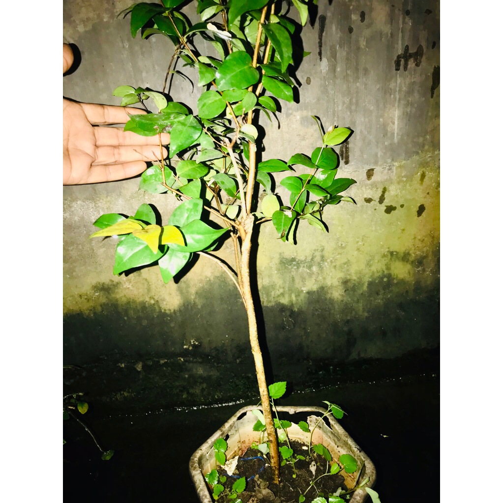 bahan bonsai dewandaru