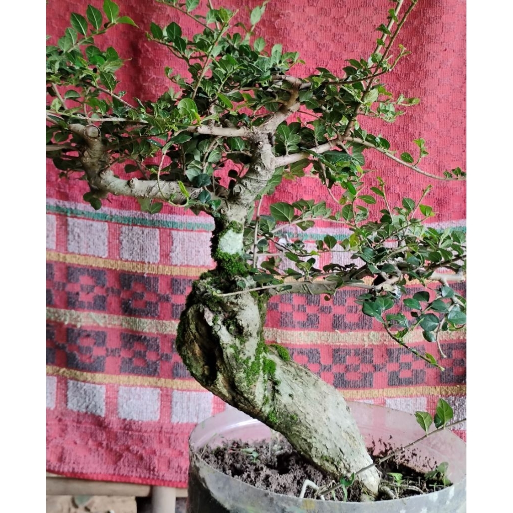 bonsai serut bonsai jadi siap pajang