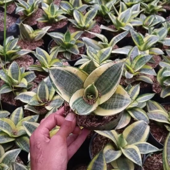 Tanaman Hias Mini Tanaman Hias Sensivera Mini