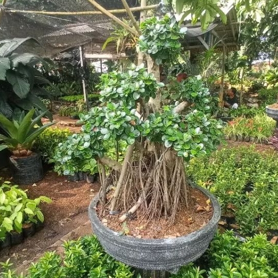 bonsai beringin korea siap pajang / Tanaman Bonsai Beringin Korea