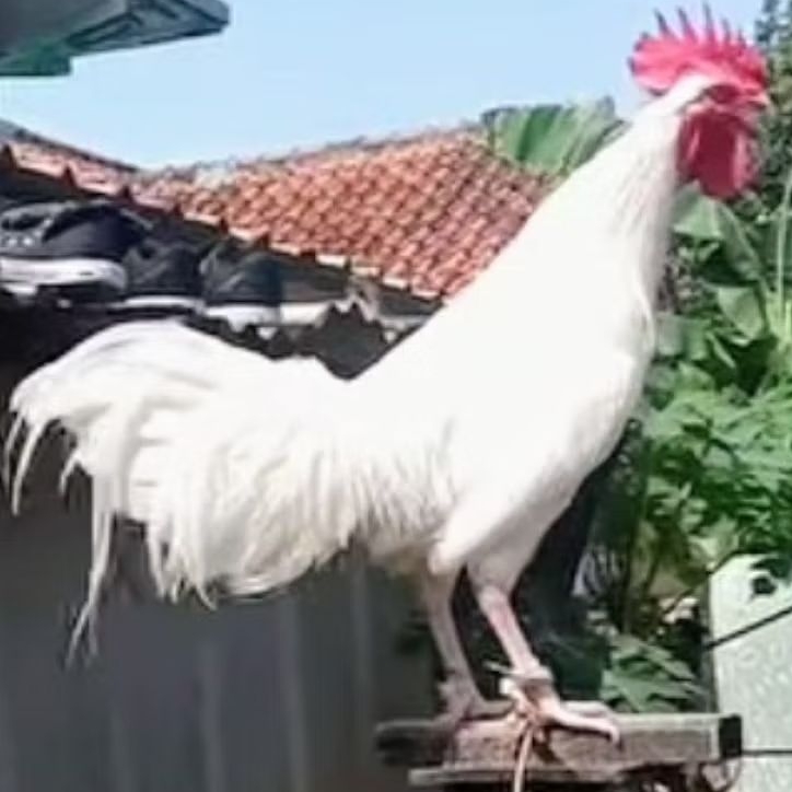 TELUR  AYAM HIAS KETAWA untuk ditetaskan
