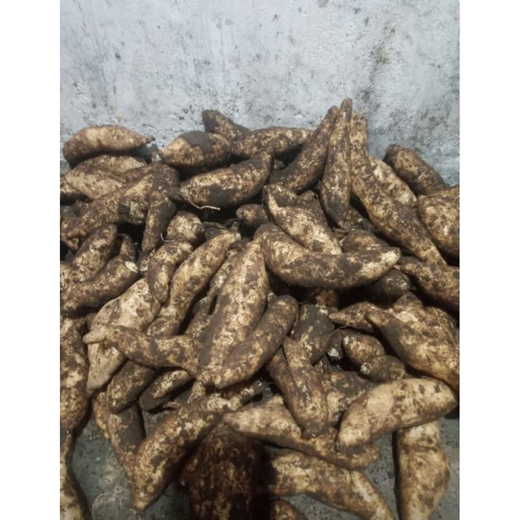 10 kg Ubi Jalar Putih / Boled Ubi Jalar Putih