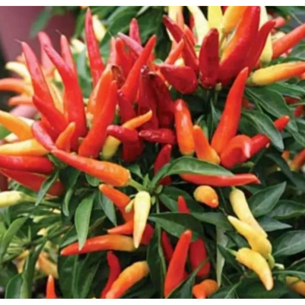 Tanaman Cabai Rawit Merah Pedas / Tanaman Cabai Rawit Pedas Super