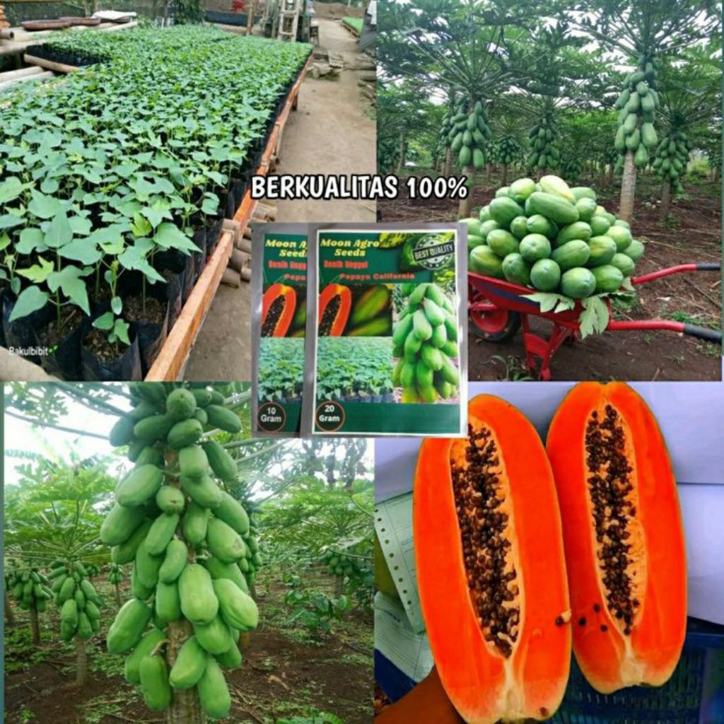 Benih Bibit Pepaya California Super Unggul | Benih Pepaya California IPB9