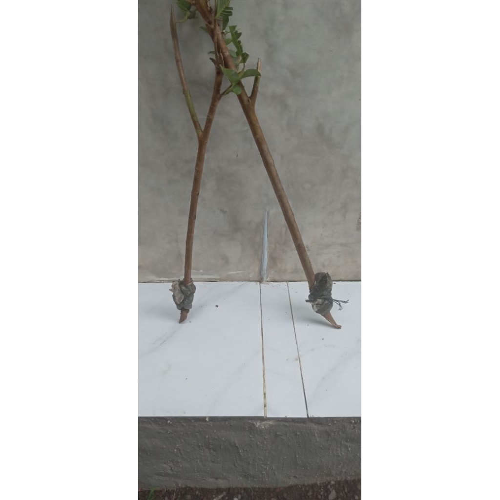 cangkok jambu kristal