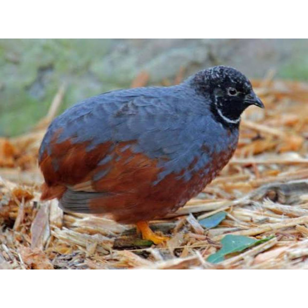 telur fertil puyuh batu siap di tetaskan