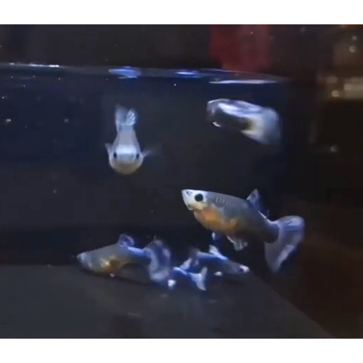 Guppy Tuxedo Blue Koi | Grade A+ | Hiasan Akuarium