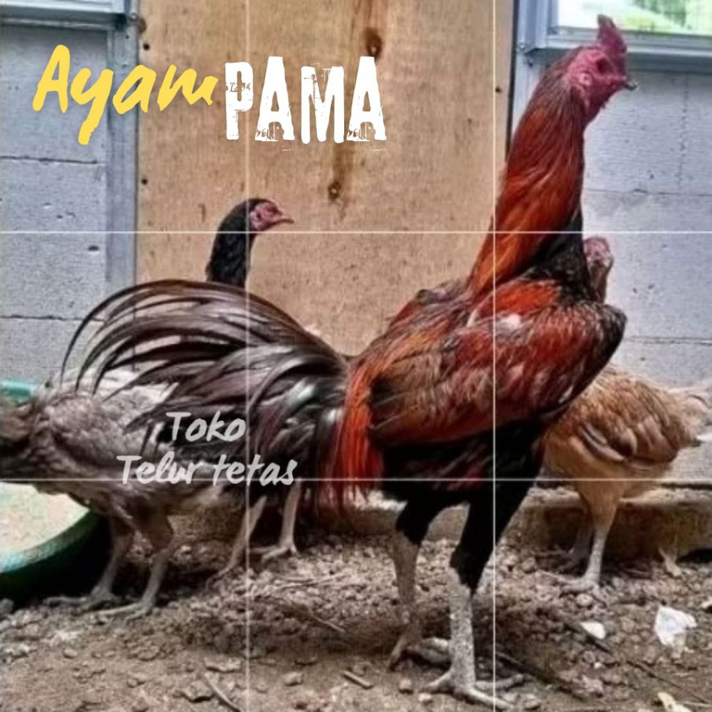 telur ayam mangon ori thailand untuk ditetaskan