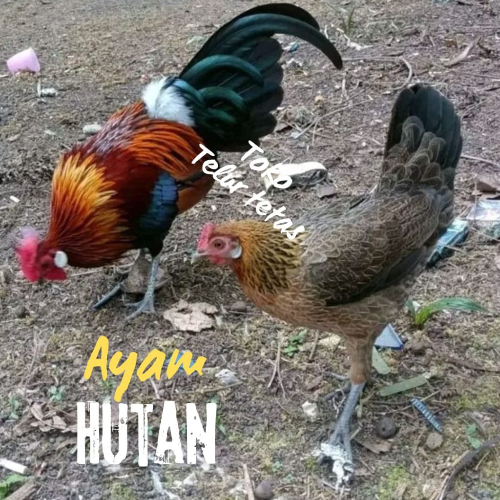telur ayam hutan fertil untuk ditetaskan