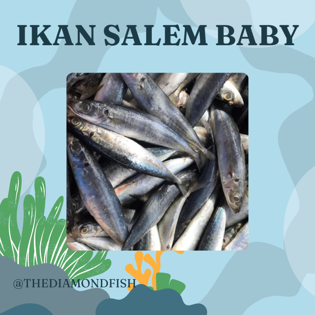 Ikan Layang Baby 1Kg Ikan Salem Layang Segar Baby Ikan Layang Kecil Seafood Ikan Laut Segar