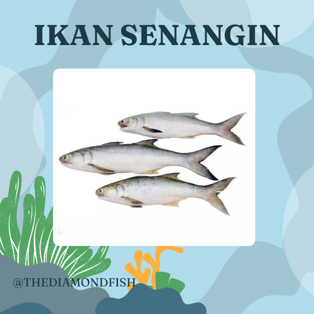 Ikan Senangin 1Kg Ikan Senangin Segar Ikan Kuro Segar Seafood Ikan Laut Segar Ikan Kurau