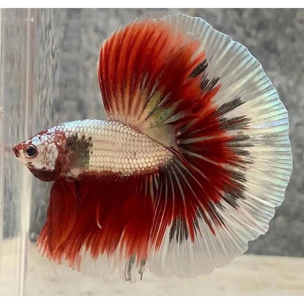 Halfmoon fancy copper