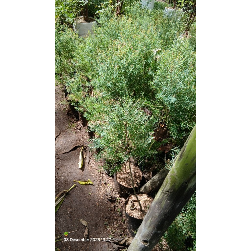 tanaman kayu putih micro