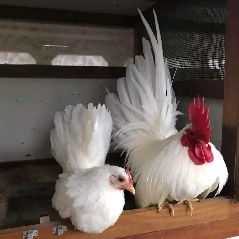 telur ayam kate ceper untuk ditetaskan