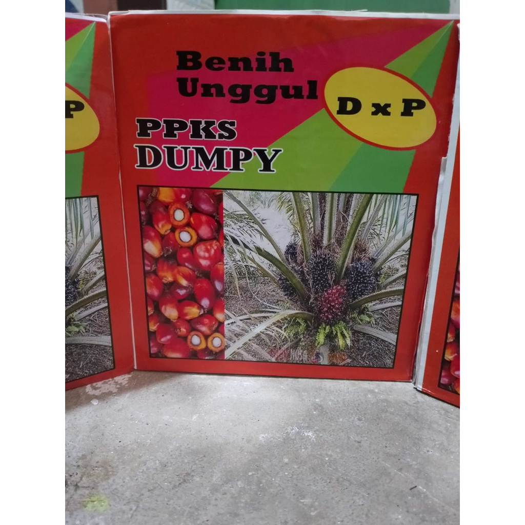 Benih polong kecambah sawit ppks dumpy