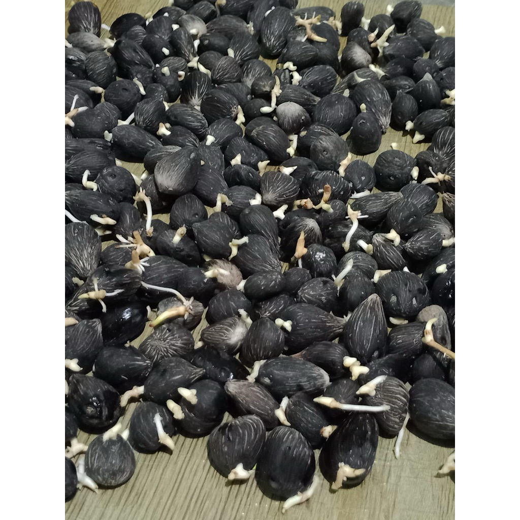 Benih polong kecambah sawit ppks 540
