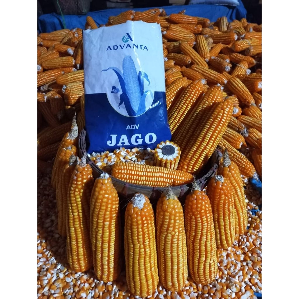 Bibit Jagung Unggul ADVANTA Jago 1 KG