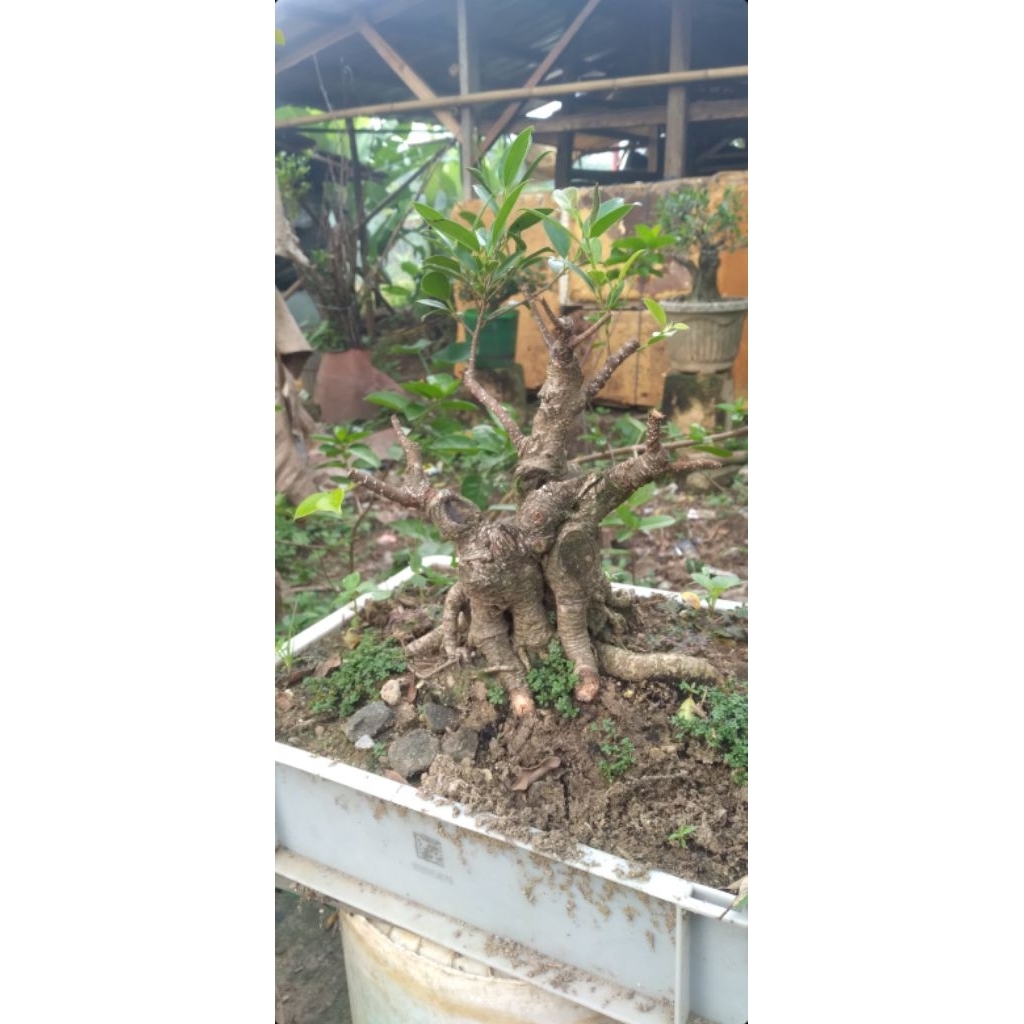 Bonsai kimeng bogel