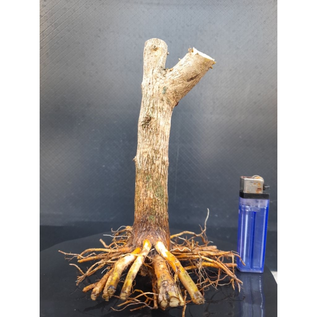 Bahan Bonsai Sancang Program Akar Gaya Formal Size Small  Real  Pict