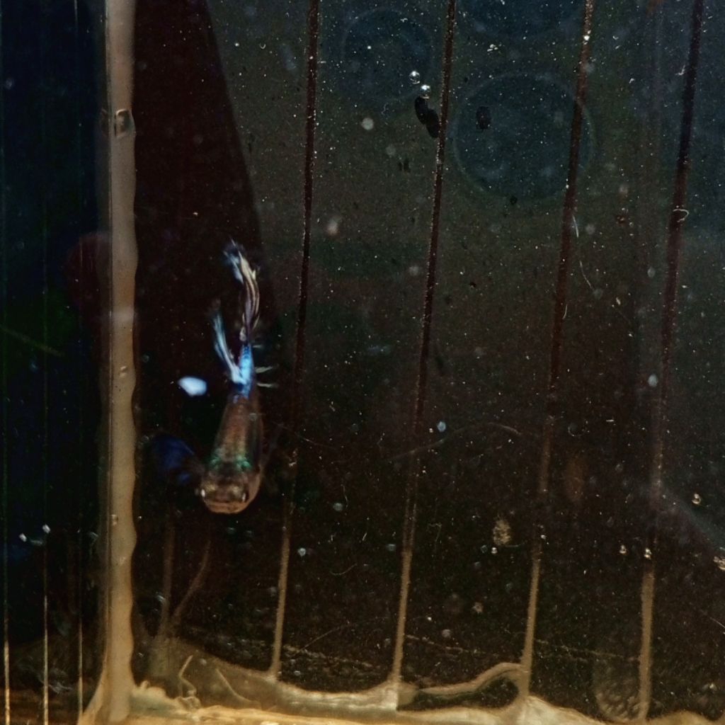 Ikan Hias Guppy Cendolan Usia Remaja per ekor Real Picture