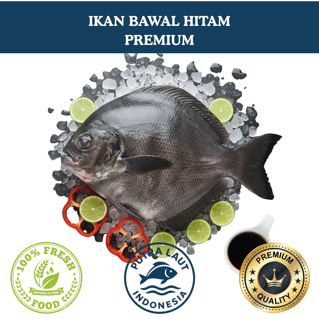PUTRA LAUT INDONESIA IKAN BAWAL HITAM LAUT PREMIUM IKAN BAWAL LAUT IKAN BAWAL FRESH IKAN BAWAL FROZE