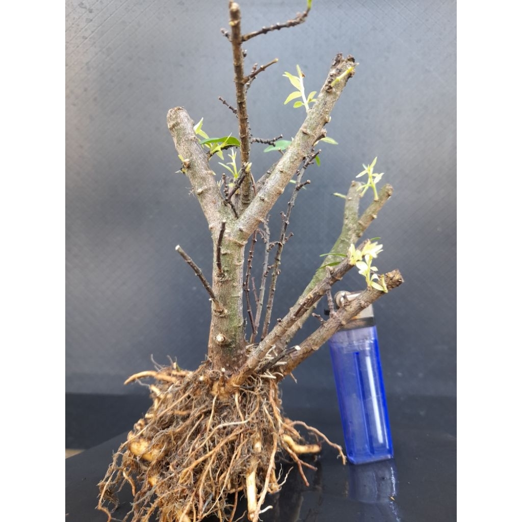 Bahan Bonsai Anting Putri Batang Putih Progam Akar Gaya Twin Size Small Real Pict