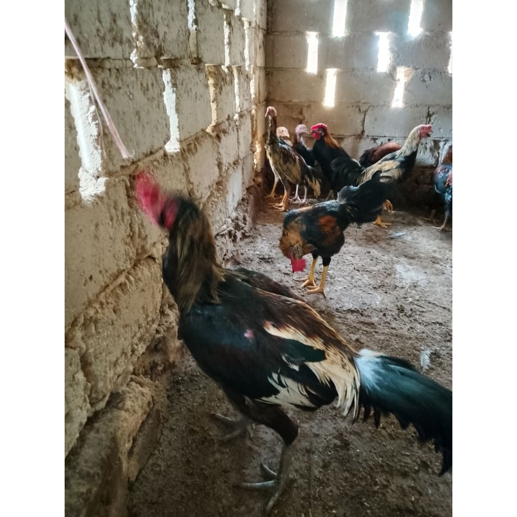 Ayam Kampung Jantan Hidup