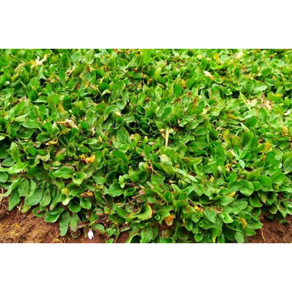 Bibit Rumput Gajah Mini hidup 1kg Taman Hijau