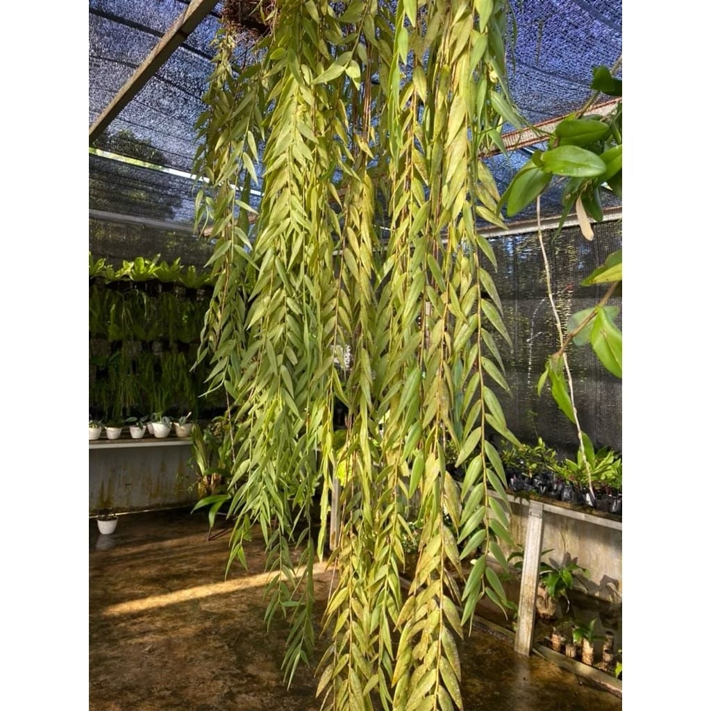 Anggrek Tirai Jumbo – Tanaman Hias Gantung Elegan