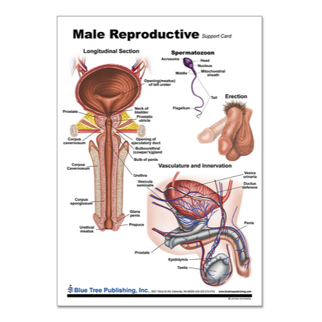 POSTER SISTEM REPRODUKSI MALE REPRODUCTIVE