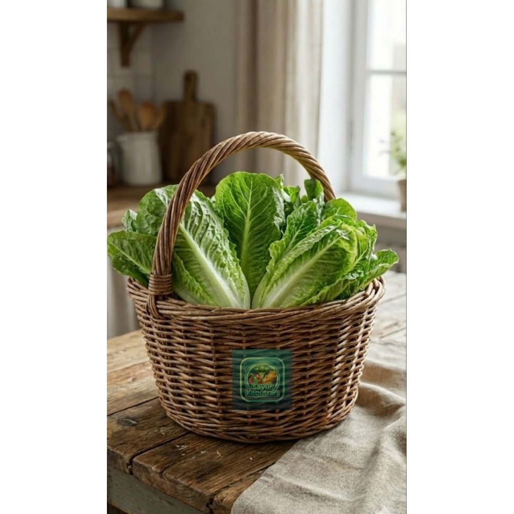 (INSTANT) Selada Romaine - Sayur Fresh 250gr, 500gr, 1kg